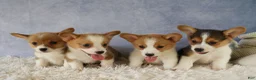 Welsh Corgi Pembroke dogs for sale: Zella 💗 - Ad 15