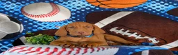 Vizsla dogs for sale: Tyson - Ad 3