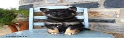 Gerberian Shepsky dogs for sale: Pilot - Ad 4