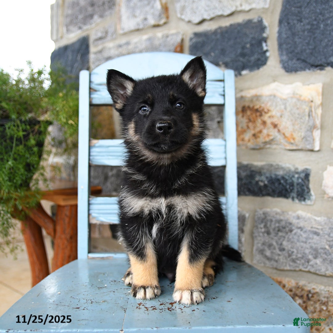 Gerberian Shepsky dogs for sale: Pilot - Ad 4