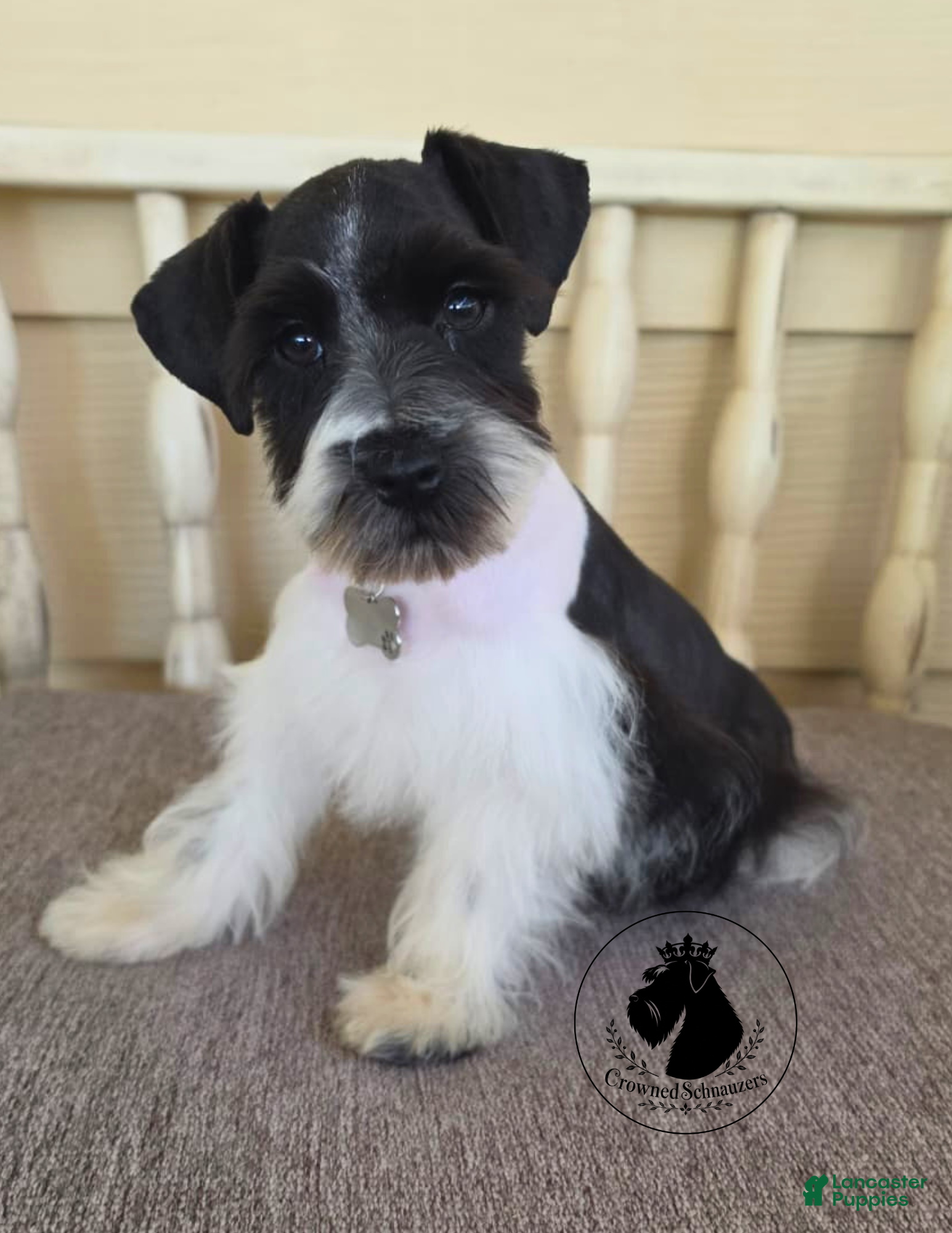 Miniature Schnauzer dogs Maverick black parti  - Ad 1