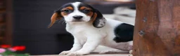 Beagle dogs for sale: Dolly💗 - Ad 4