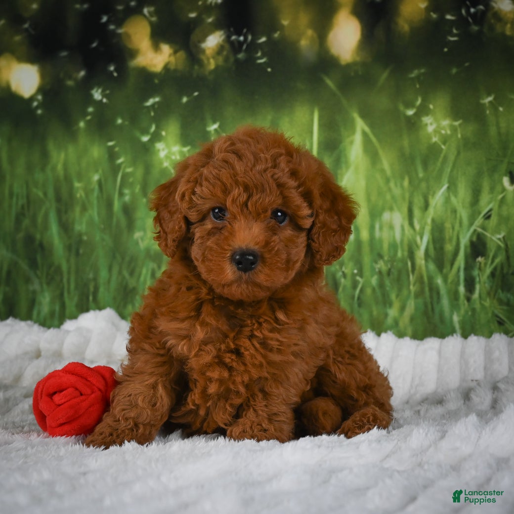 Mini Goldendoodle dogs Raven - Ad 1