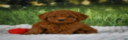 Mini Goldendoodle dogs for sale: Raven - Ad 1