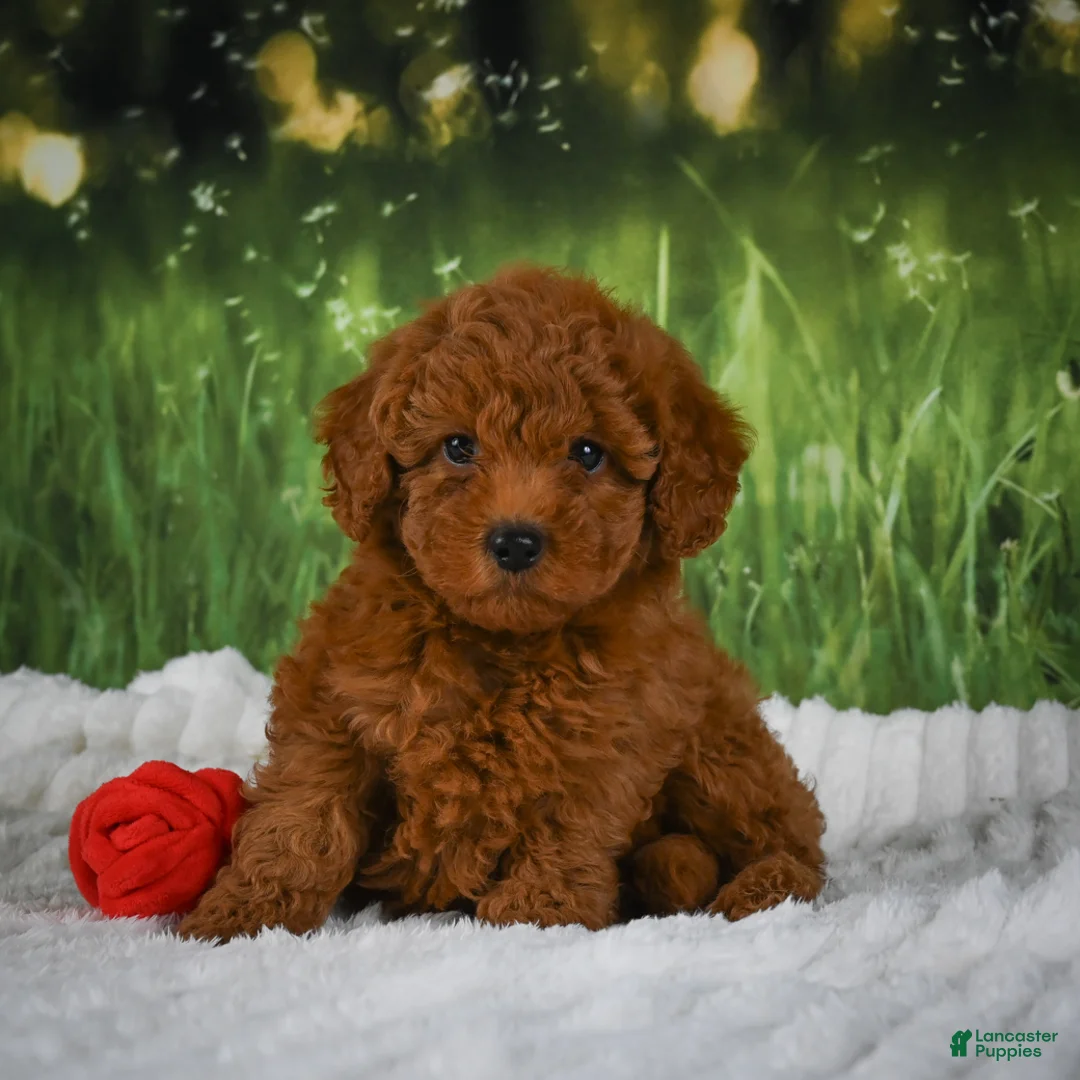 Mini Goldendoodle dogs for sale: Raven - Ad 1