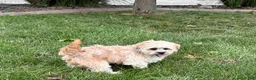 Lhasa Apso dogs for sale: Sammy - Ad 1