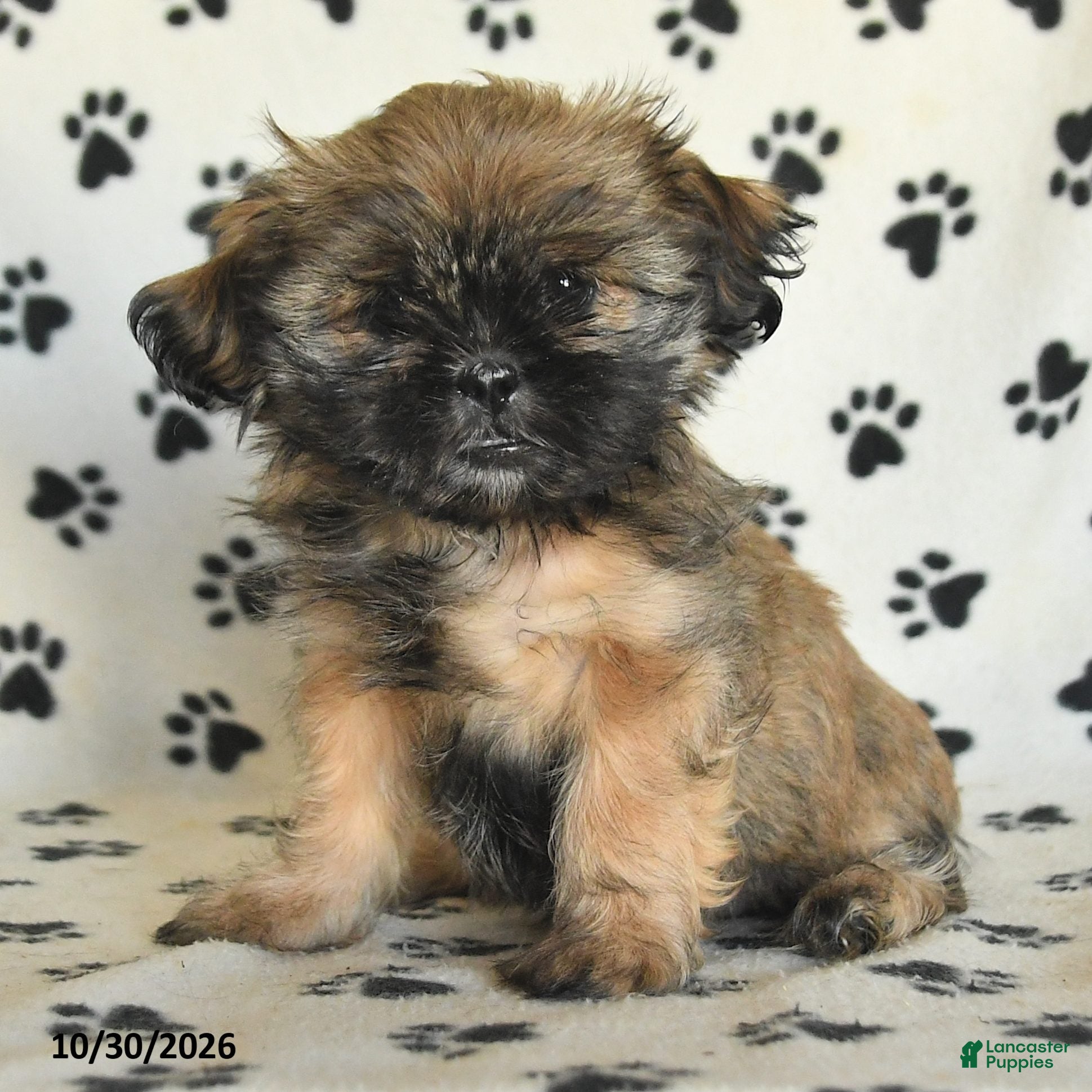 Shih Tzu dogs for sale: Polly - Ad 2