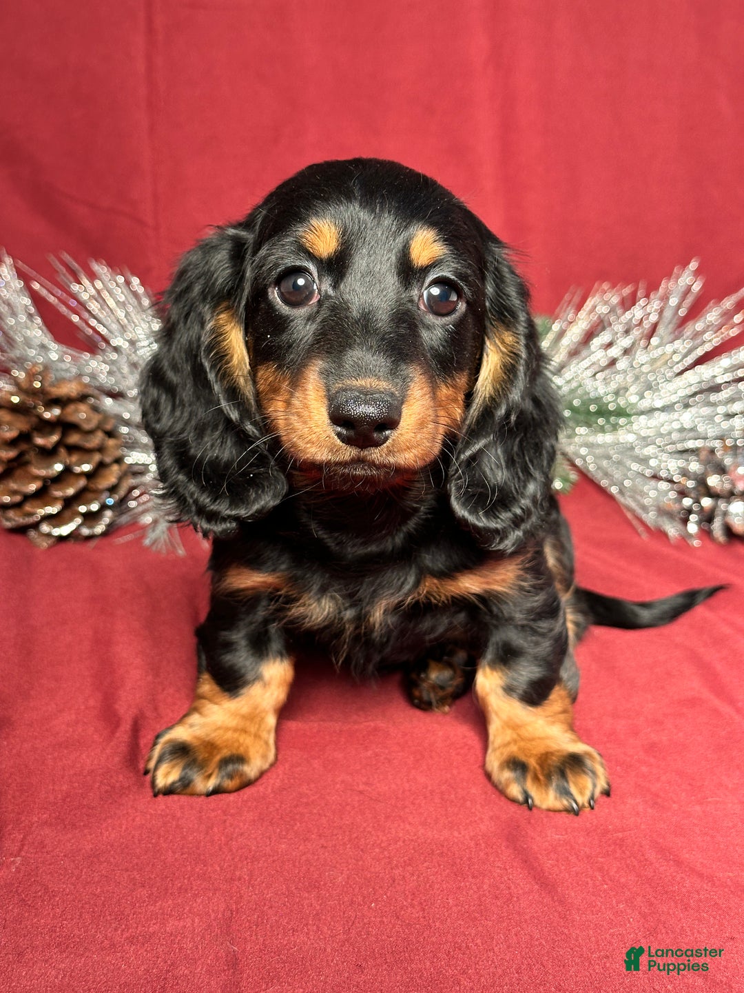 Miniature Dachshund dogs for sale: Lexi - Ad 1