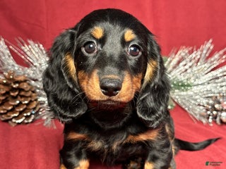 Miniature Dachshund dogs Lexi - Ad 3
