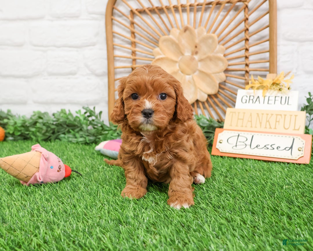 Cavapoo dogs for sale: Glory - Ad 5