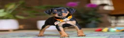 Miniature Pinscher dogs for sale: Ike - Ad 5