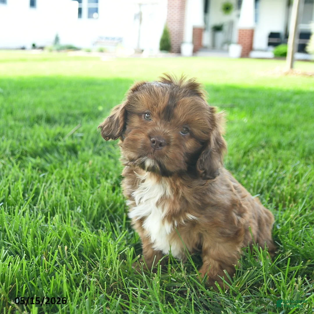 Mixed Breed dogs for sale: Samson  - Ad 1