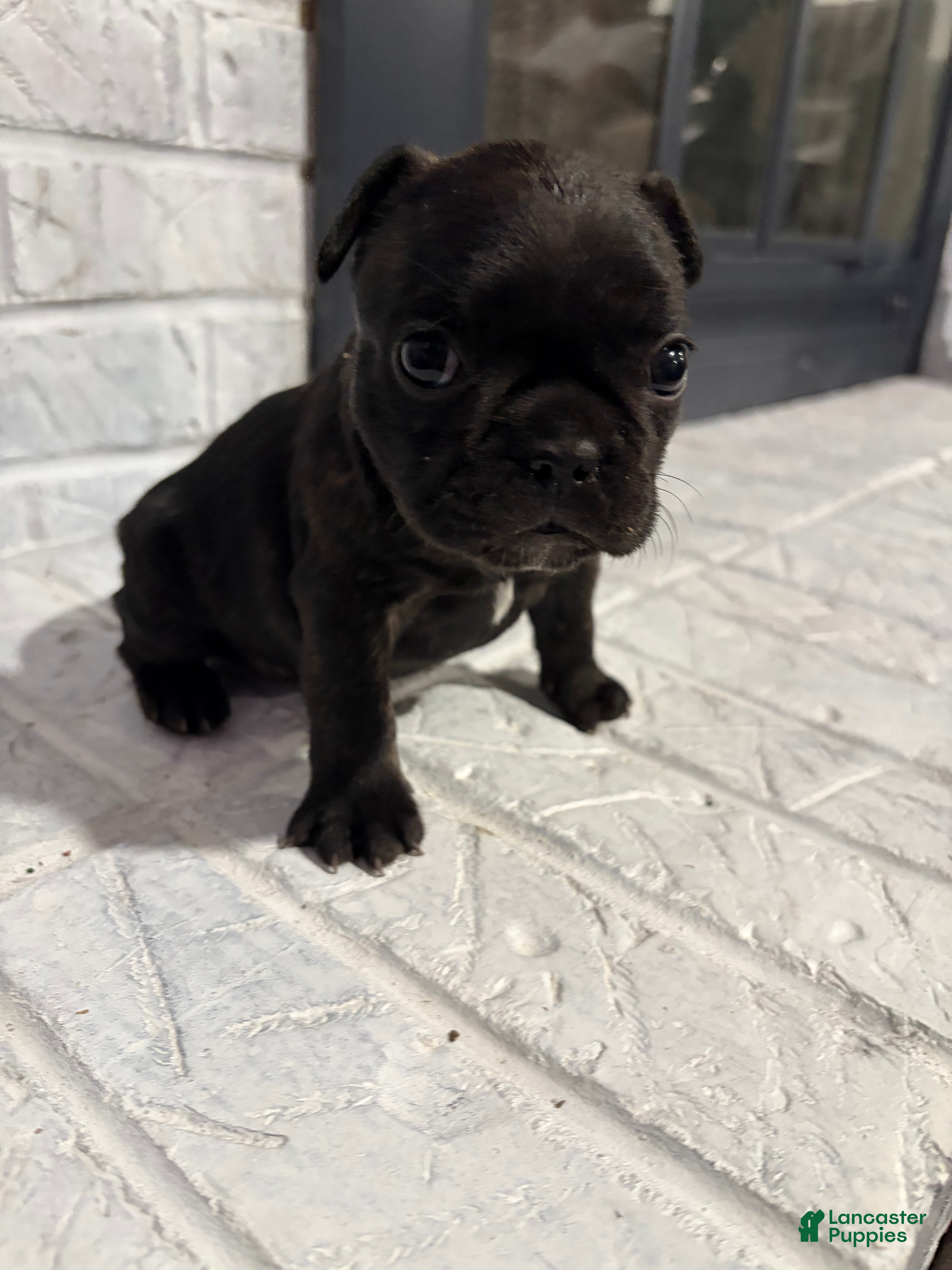 French Bulldog dogs Smoke - Ad 17