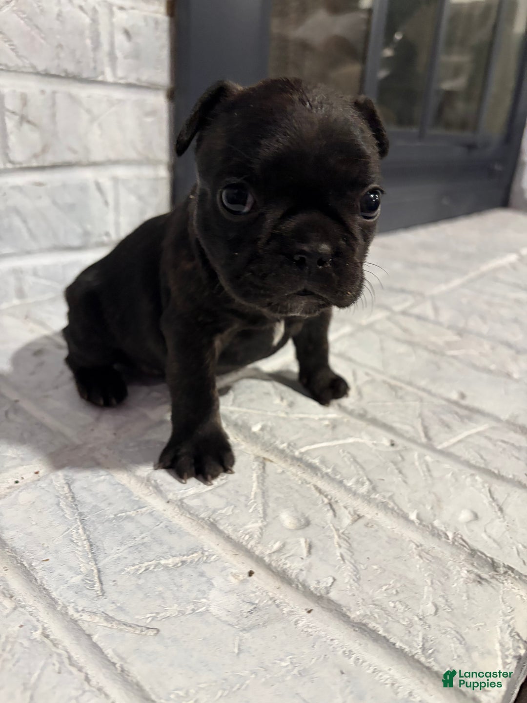 French Bulldog dogs for sale: Smoke - Ad 1