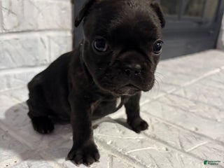 French Bulldog dogs Smoke - Ad 8