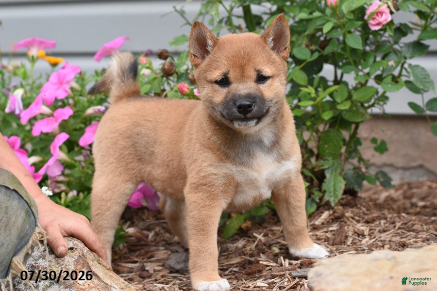 Shiba Inu dogs Jenny - Ad 2