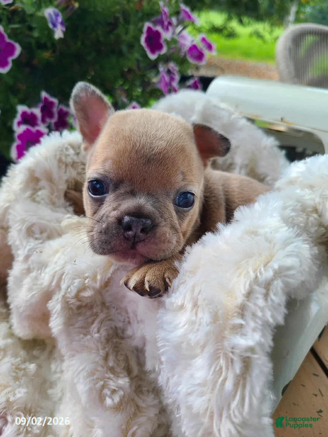 Frenchton dogs for sale: Milo - Ad 1