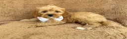 Cavapoo dogs for sale: Crook - Ad 7