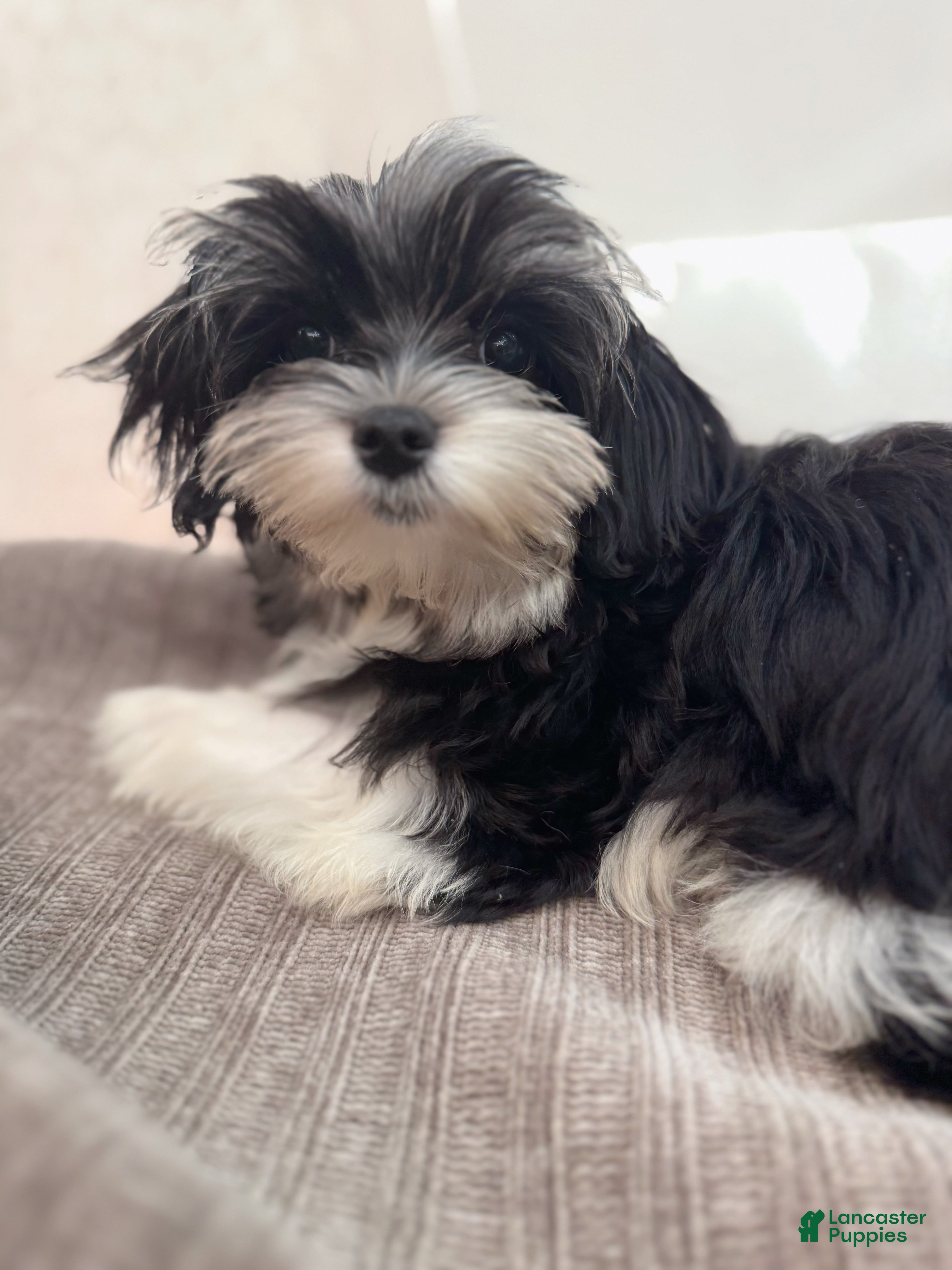 Morkie dogs Vida - Ad 8