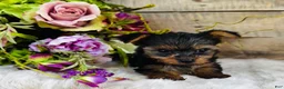 Yorkshire Terrier dogs for sale: Madeleine   - Ad 2