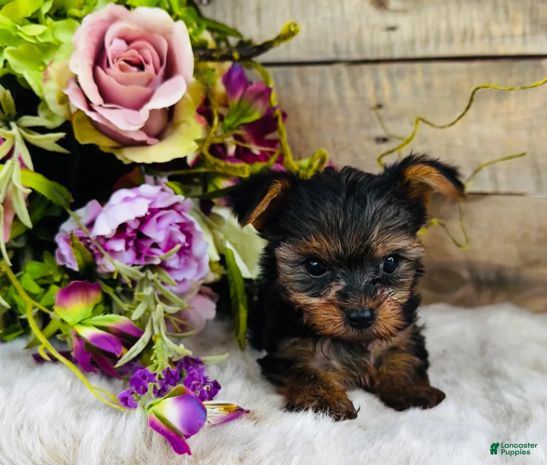 Yorkshire Terrier dogs for sale: Madeleine   - Ad 2