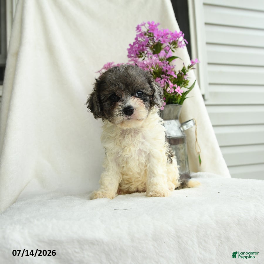 Cavapoo dogs Francise - Ad 1