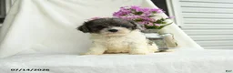 Cavapoo dogs for sale: Francise - Ad 1