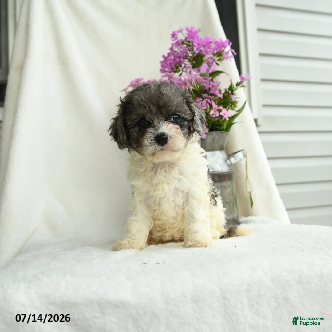 Cavapoo dogs for sale: Francise - Ad 1