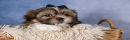 Shih Tzu dogs for sale: GIGI - Ad 3
