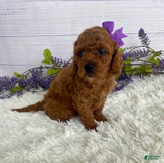 Miniature Poodle dogs Tulip - Ad 2