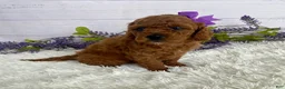 Miniature Poodle dogs for sale: Tulip - Ad 2