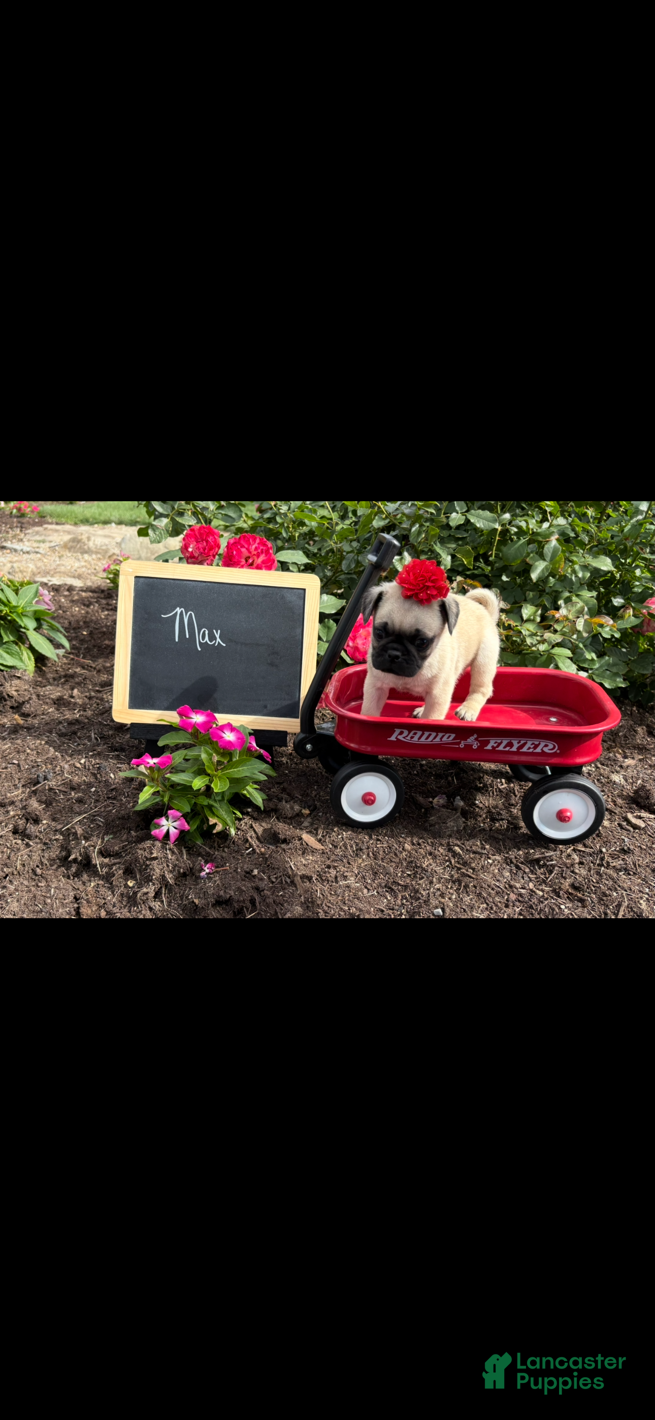 Pug dogs Max - Ad 1