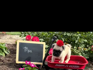 Pug dogs for sale: Max - Ad 1