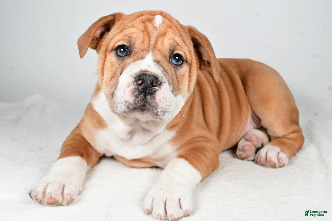 Beabull dogs for sale: Tanner - Ad 6