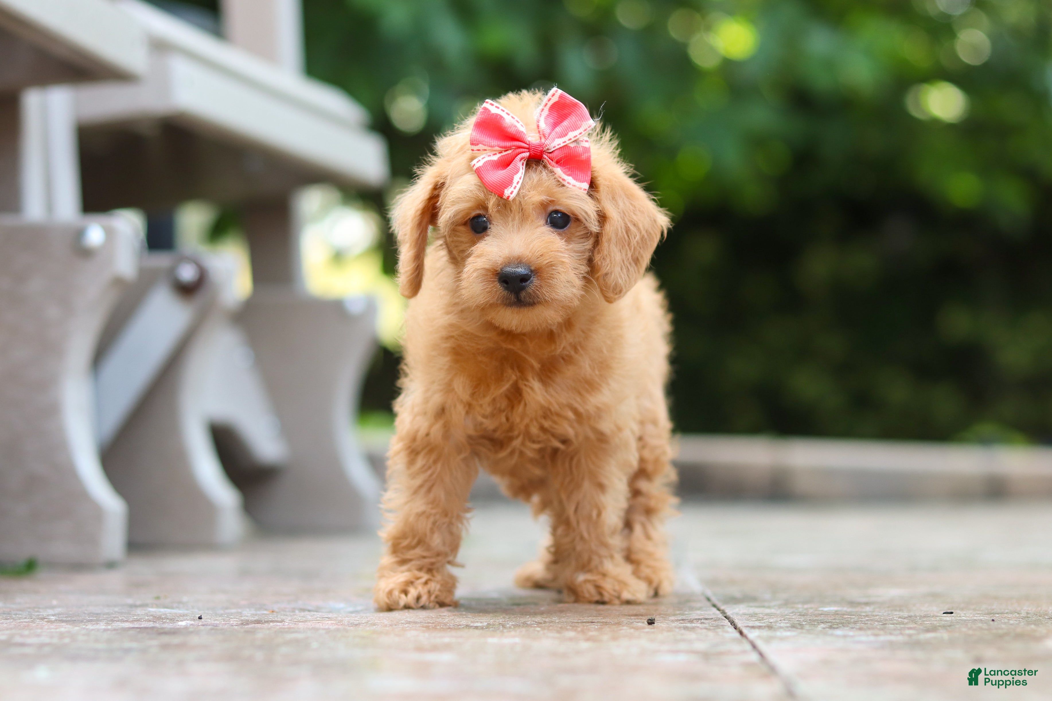 Schnoodle dogs Maple - Ad 1