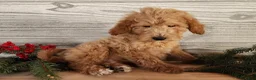 Mini Goldendoodle dogs for sale: Dover - Ad 19