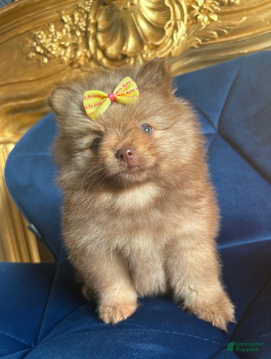 Pomeranian dogs for sale: Ciri - Ad 22