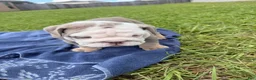 English Bulldog dogs for sale: Ghost ( Blue Eyes) - Ad 11