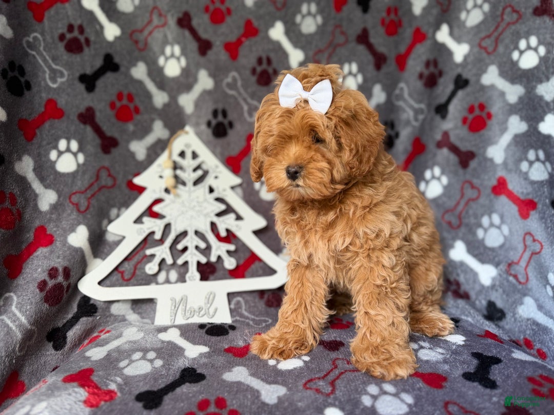 Cockapoo dogs for sale: Noel - Ad 4