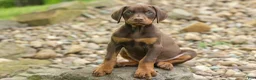 Doberman Pinscher dogs for sale: Dash (Red Rust) 🐶 - Ad 2