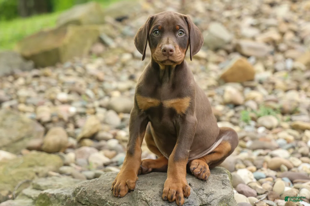 Doberman Pinscher dogs for sale: Dash (Red Rust) 🐶 - Ad 2