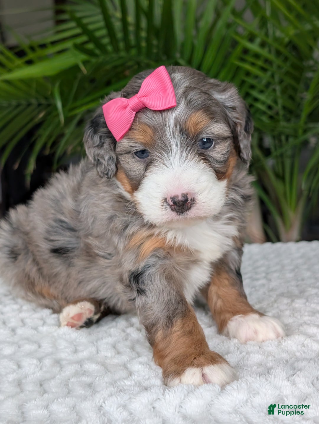 Mini Bernedoodle dogs for sale: Mini Daisy  - Ad 1