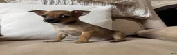 Chihuahua dogs for sale: Franny - Ad 2