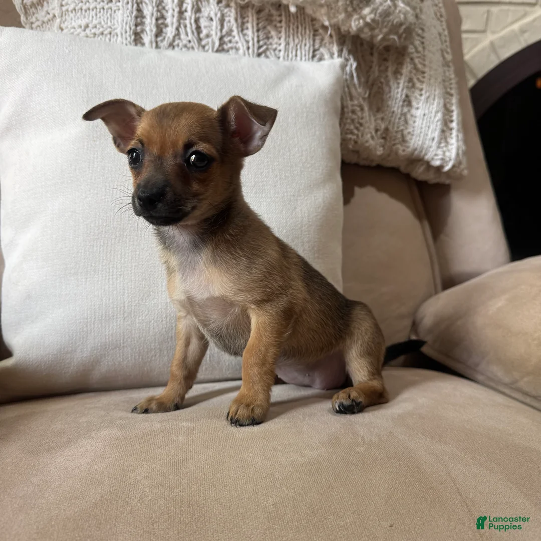 Chihuahua dogs for sale: Franny - Ad 2