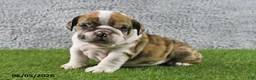 English Bulldog dogs for sale: Monarch - Ad 5