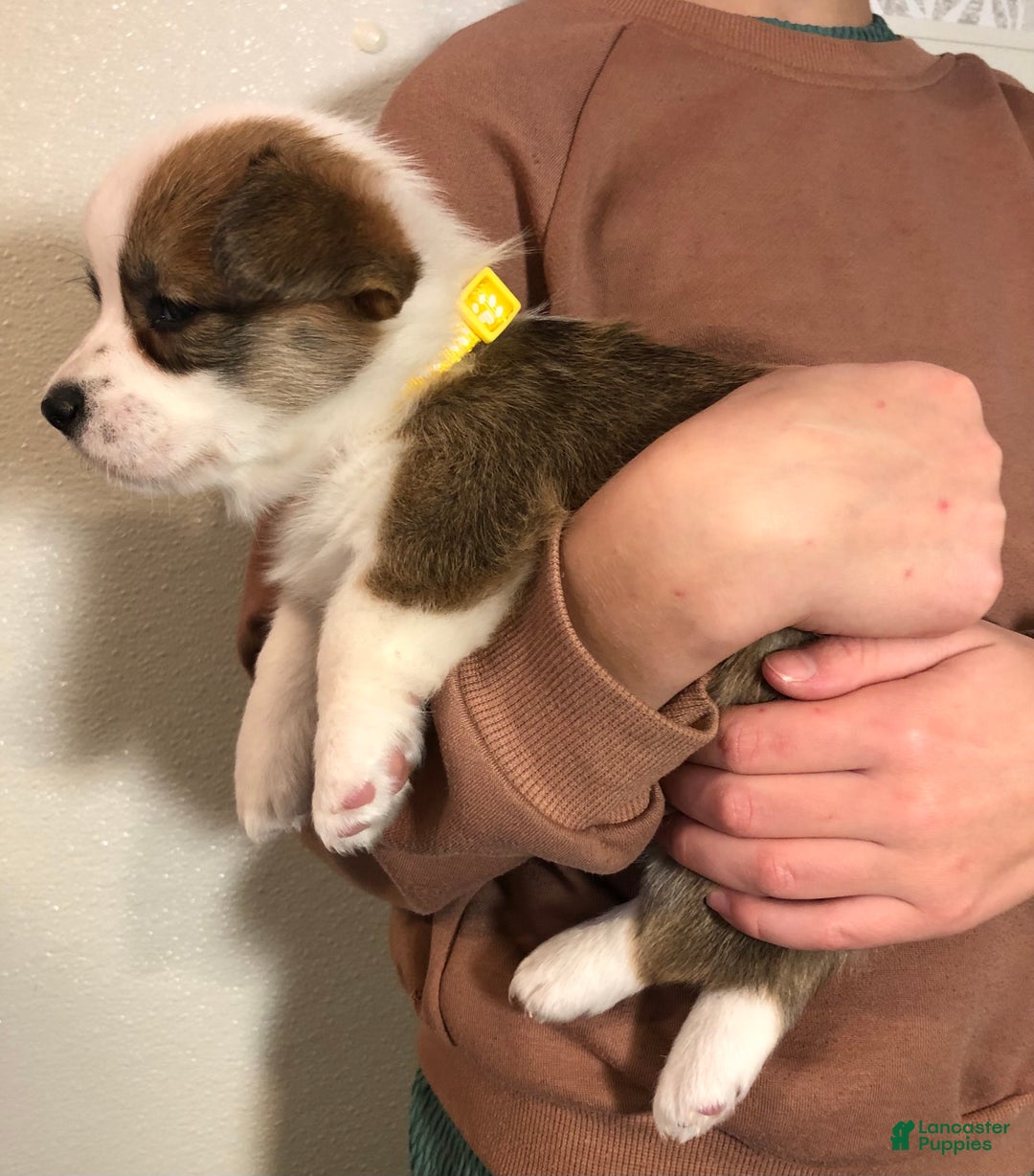 Welsh Corgi Pembroke dogs for sale: Holly - Ad 7