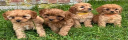 Cavapoo dogs for sale: Katie  - Ad 17