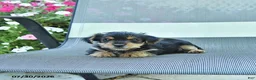 Yorkshire Terrier dogs for sale: Jake - Ad 3