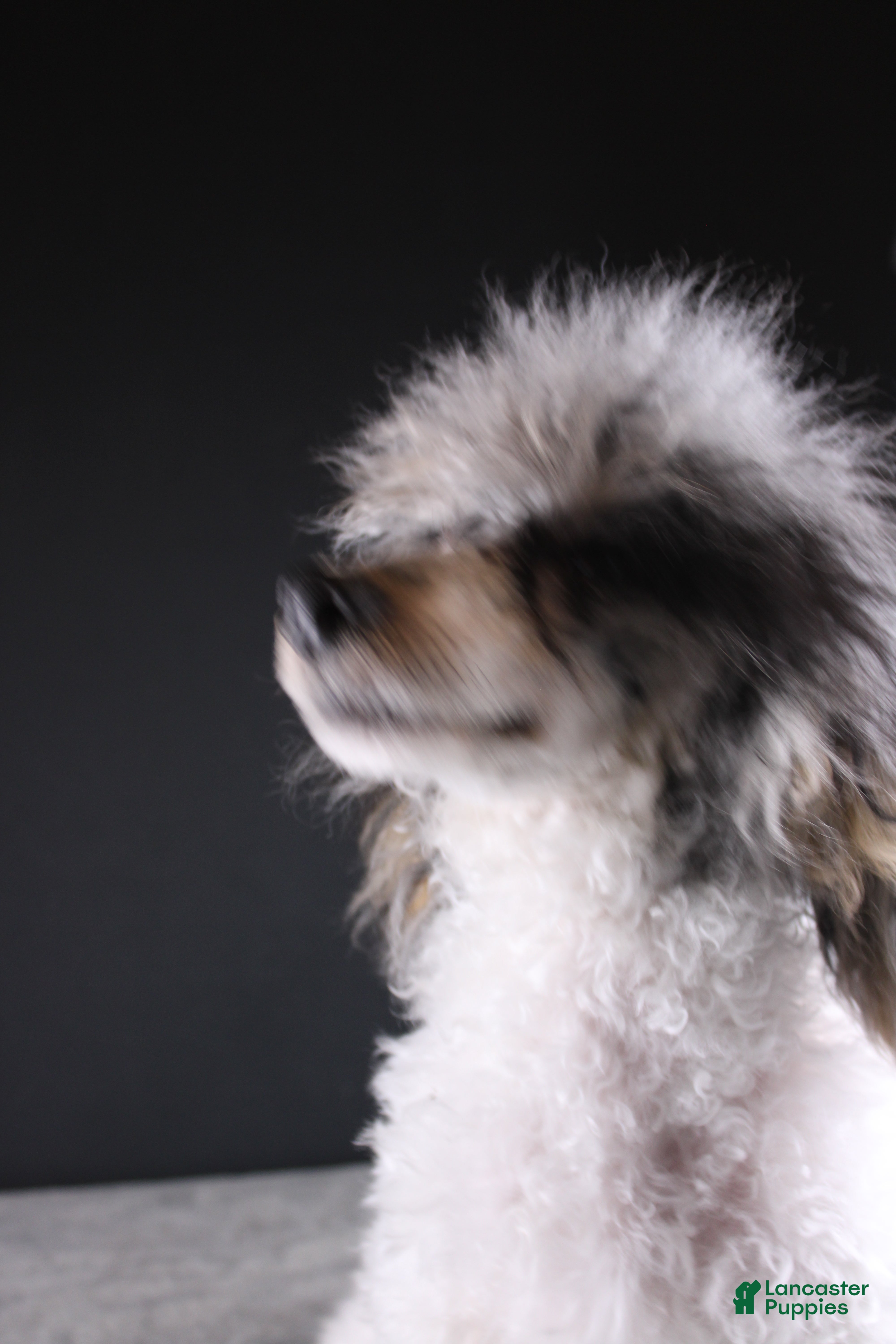 Toy Poodle dogs Jasper - Ad 2