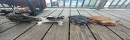 French Bulldog dogs for sale: French Bulldog 2 - Ad 5